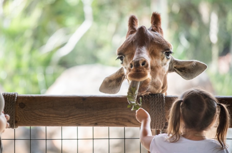 Jacksonville Zoo And Gardens Asks For Help To Raise 250 000 By Sunday