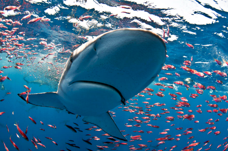 St. Augustine Aquarium, Snorkel Adventure Now Open - Aquarium T